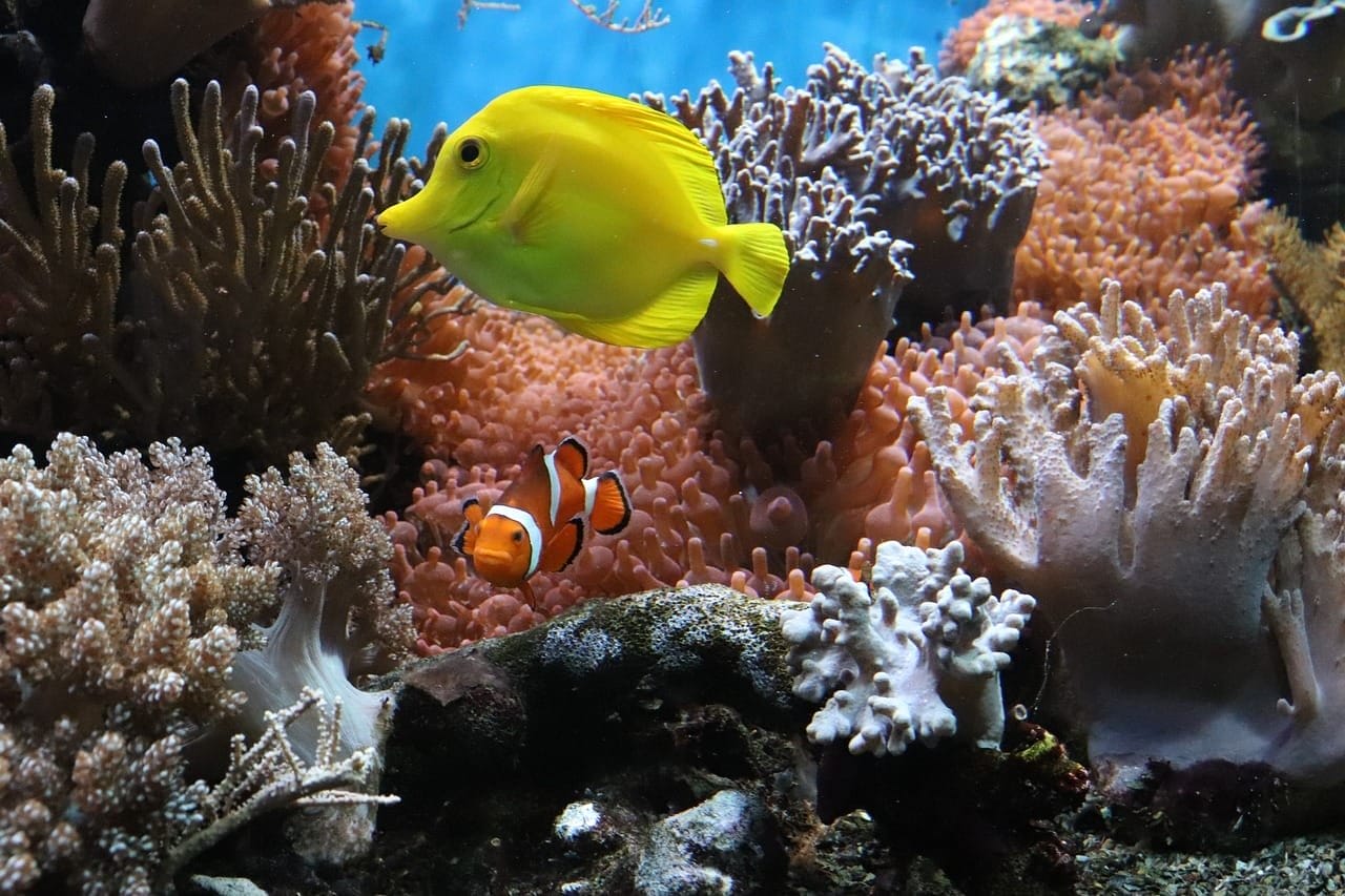 Coral, anemone, fish, underwater