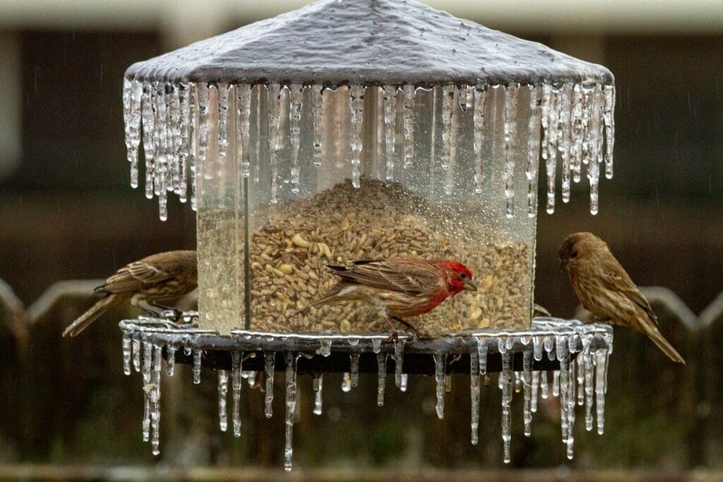 Finches feeding