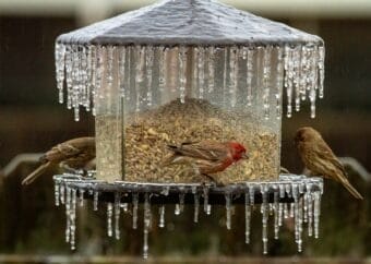 Finches feeding