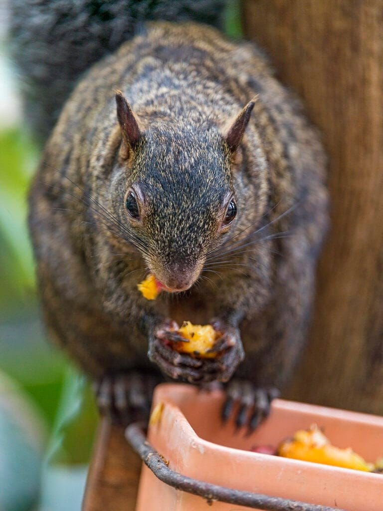 Cute squirrel eating fruits