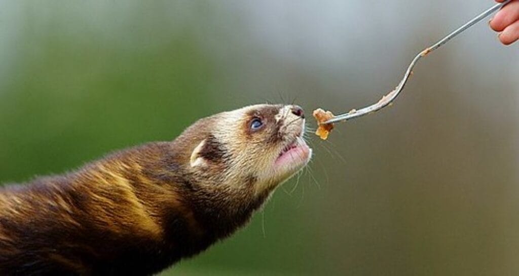 Best Ferret Food