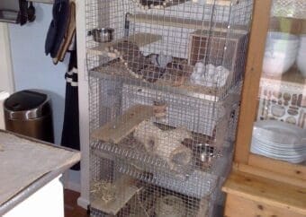 Degu Cage