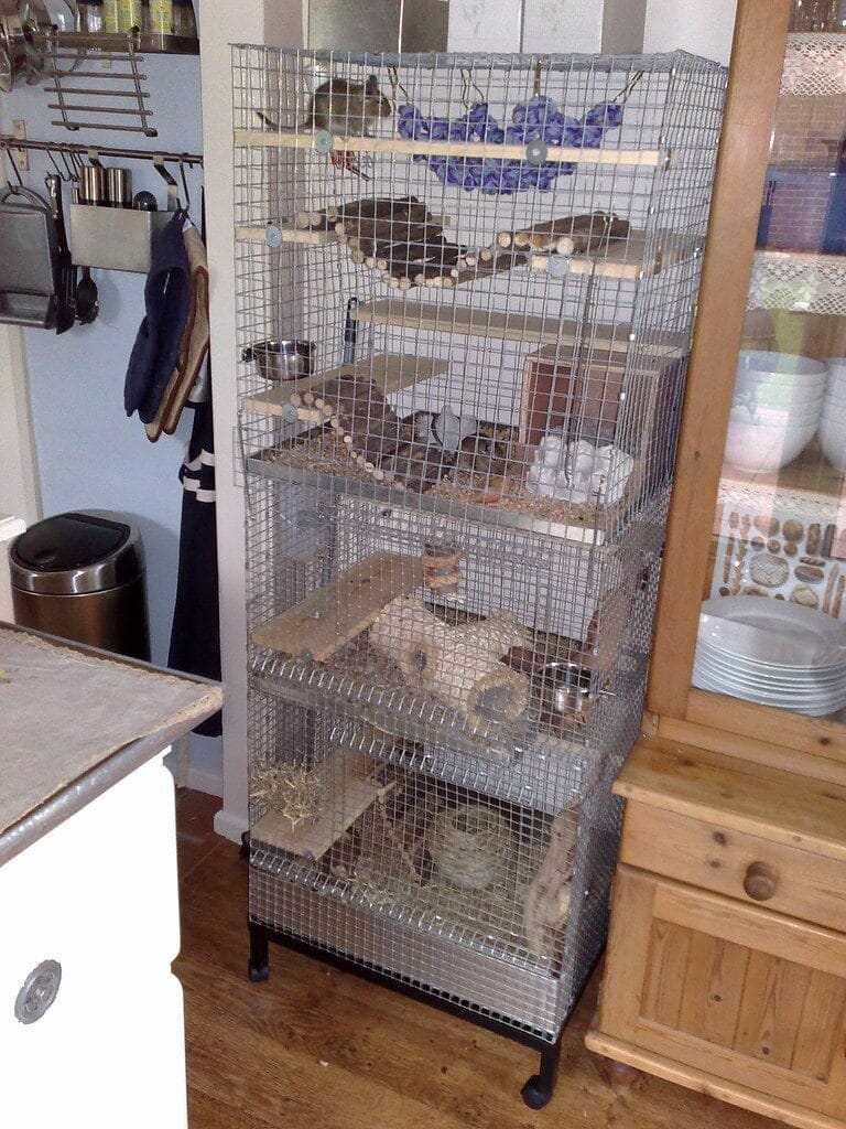 Degu Cage