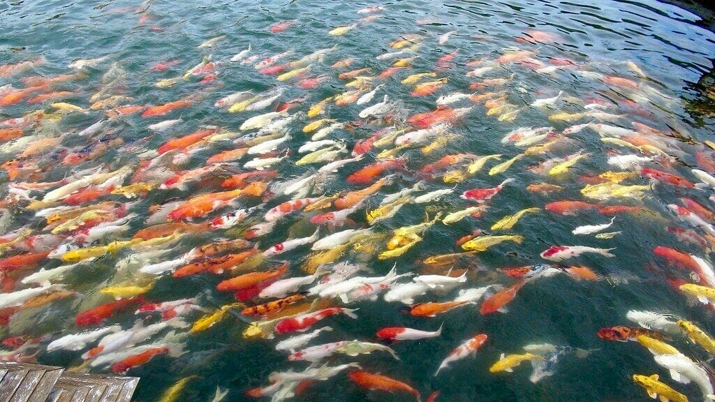 Koi fish
