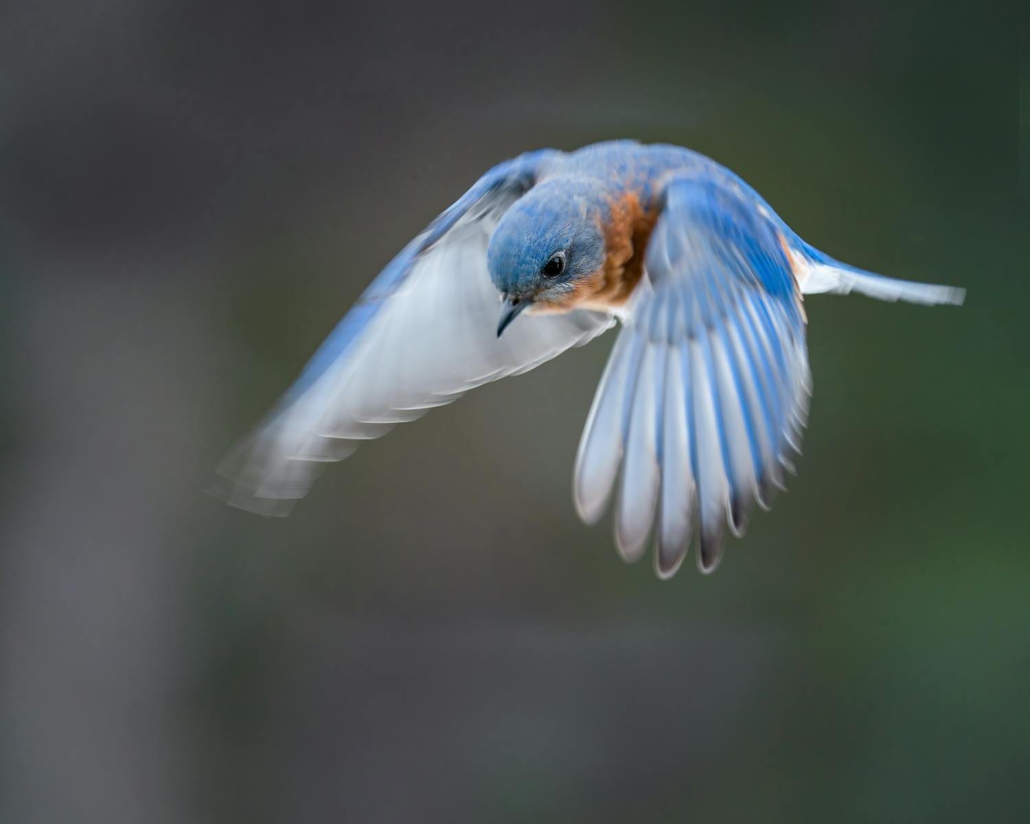 bluebird