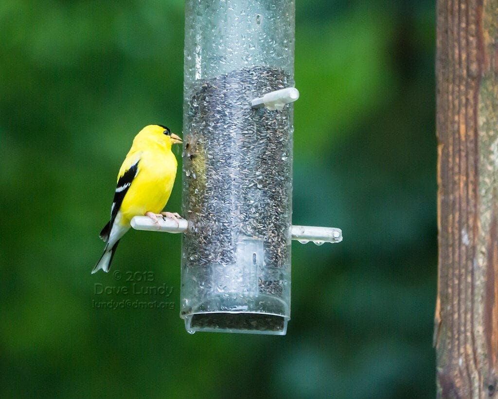 Thistle Feeder