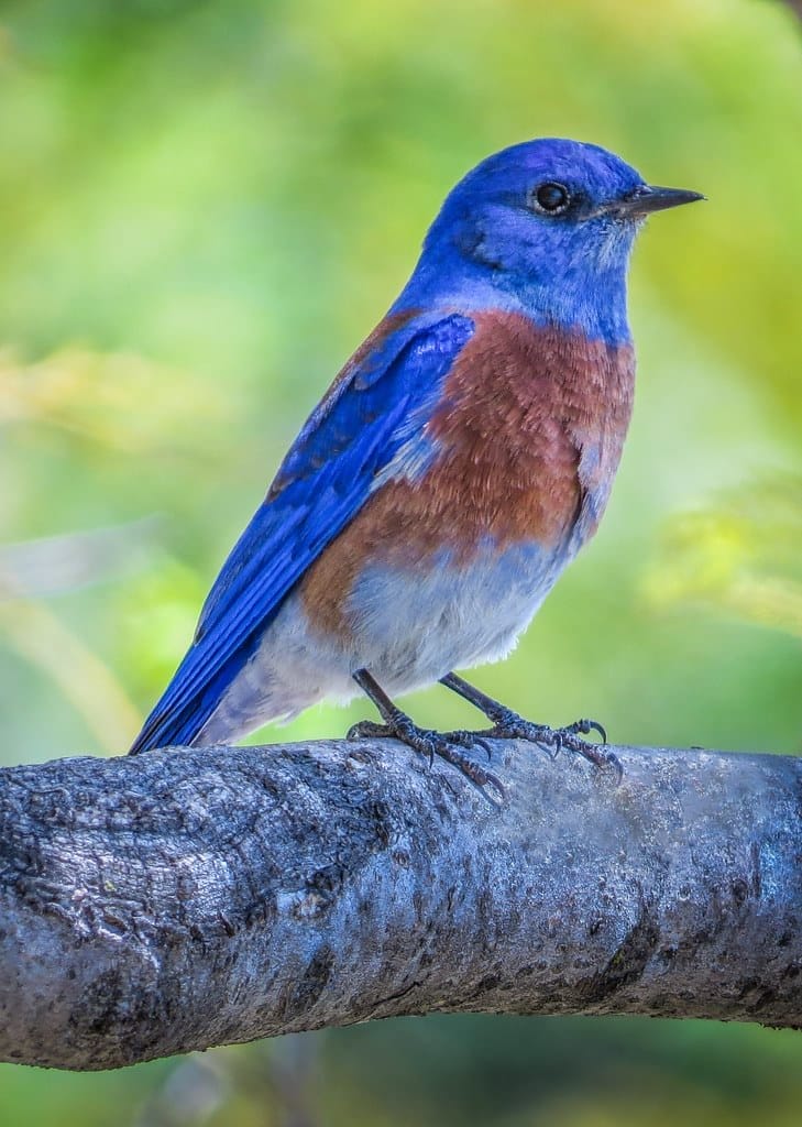 Western Bluebird