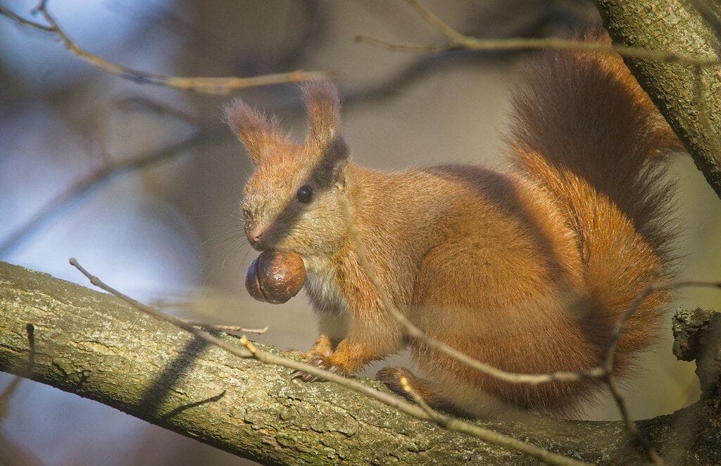 Nutty squirrel