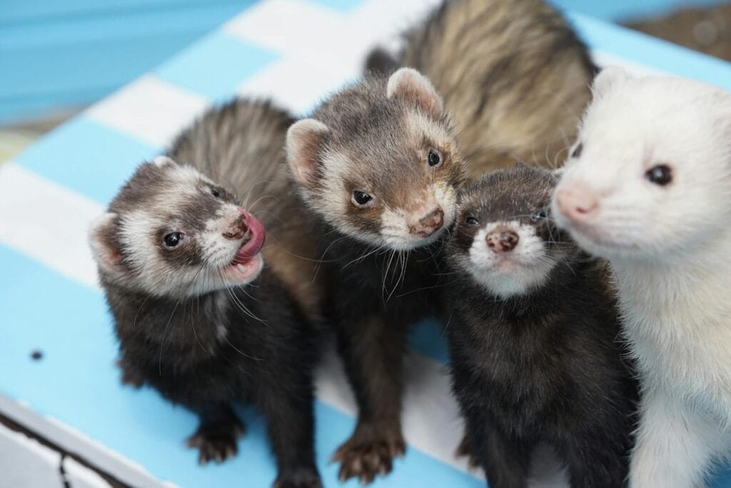 White and Brown ferret