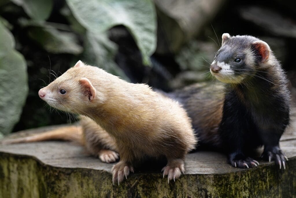 white and brown Ferret 