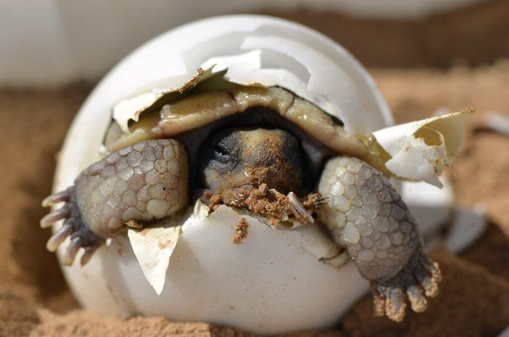 Tortoise Food