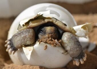 Tortoise Food