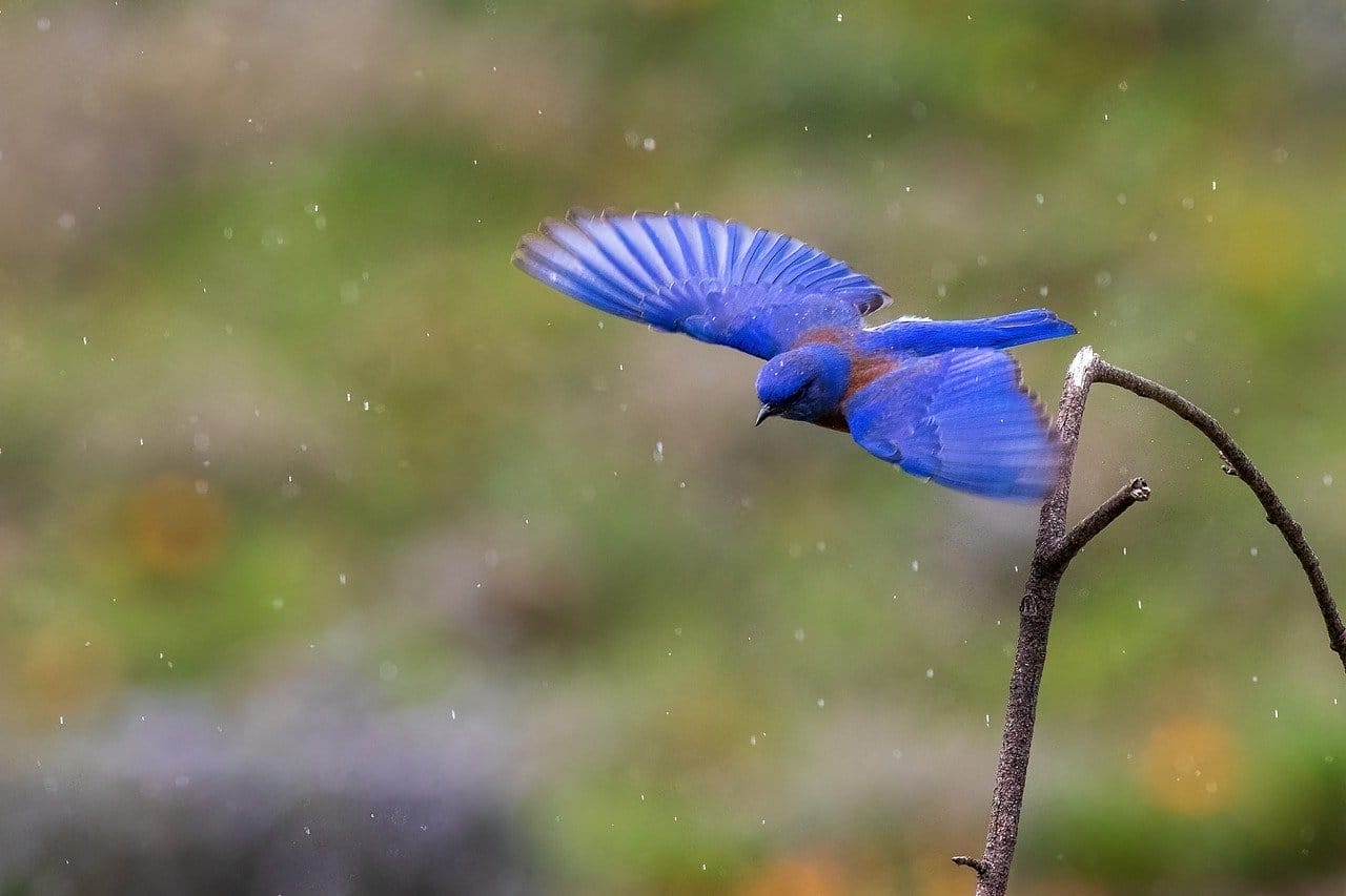 bird, bluebird, nature