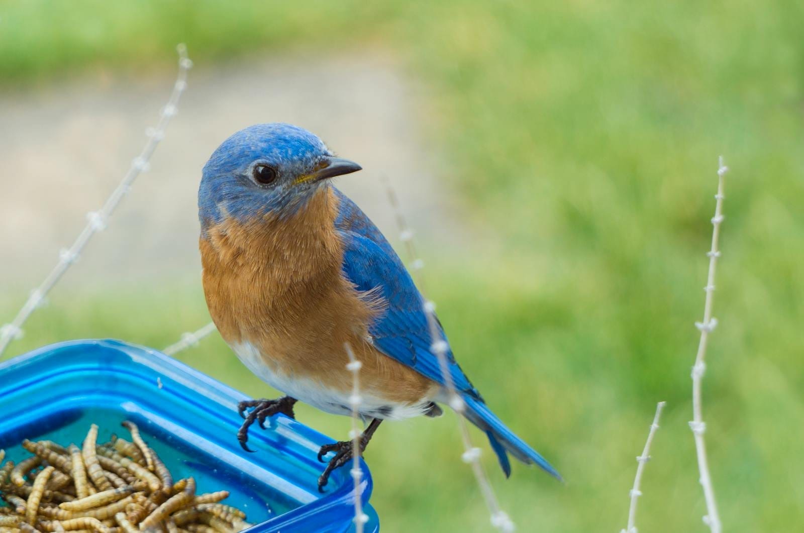 bluebird