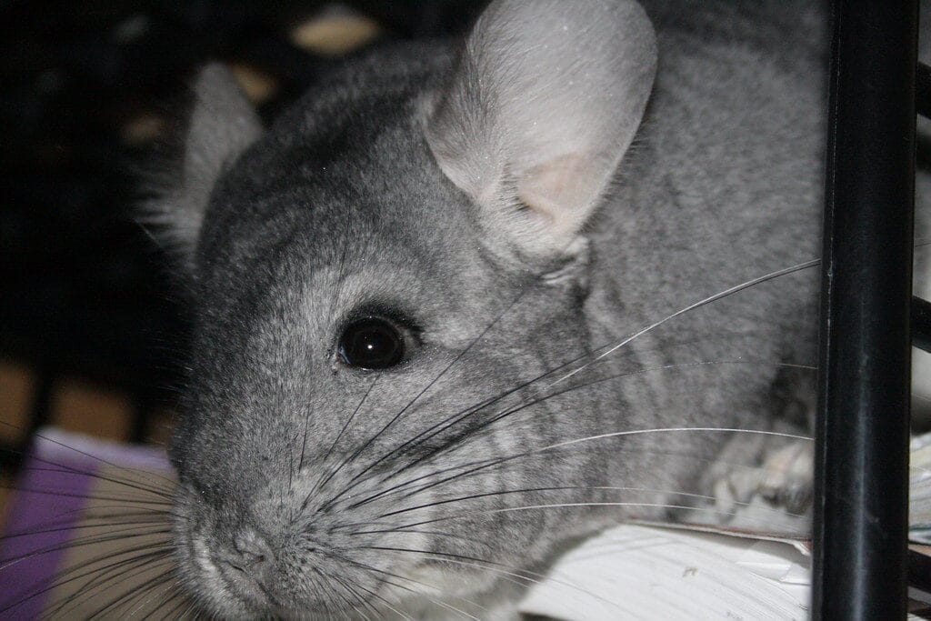 Best Chinchilla Dust