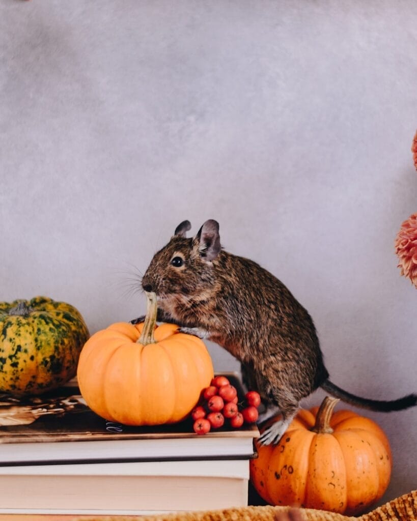 Cute Degu