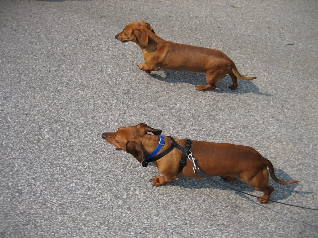 Bark collar