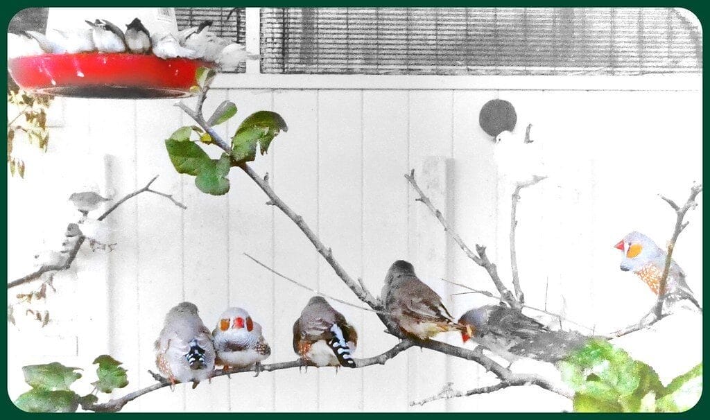 Finches feeding