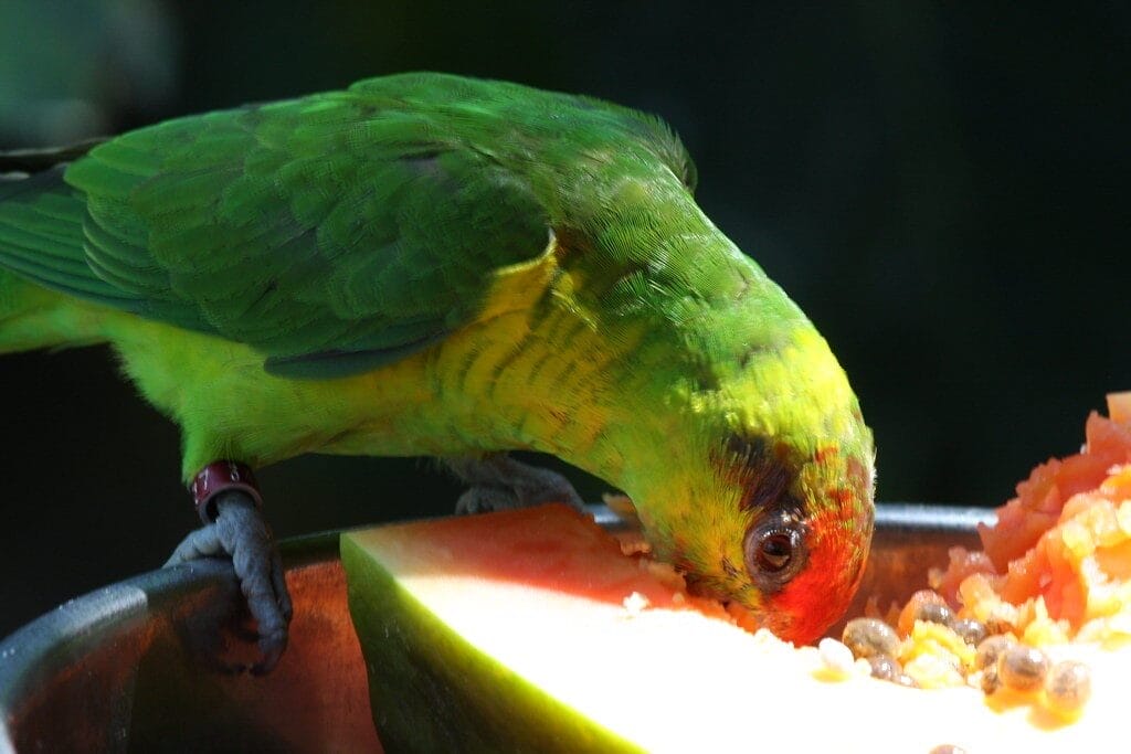 Parrot Food