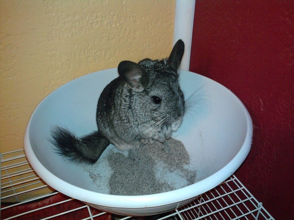 Best Chinchilla Dust