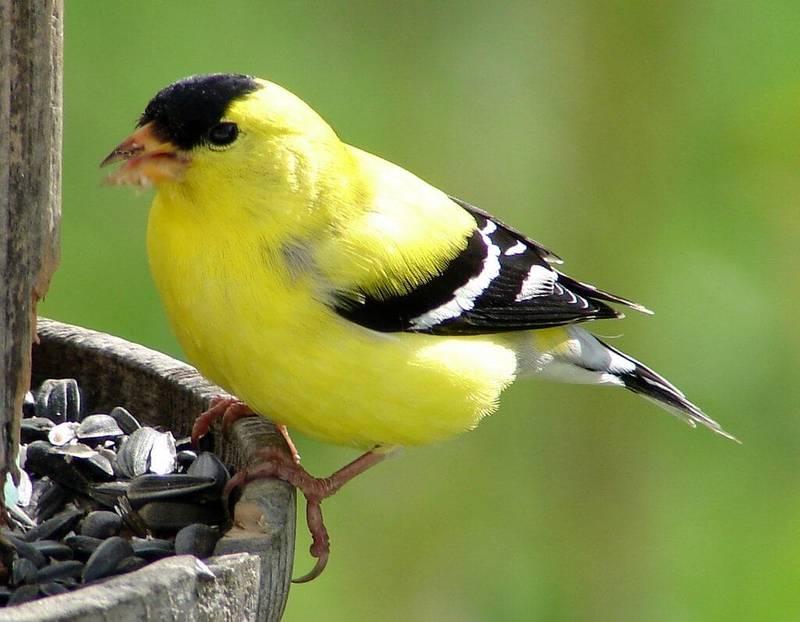 Yellow Finch