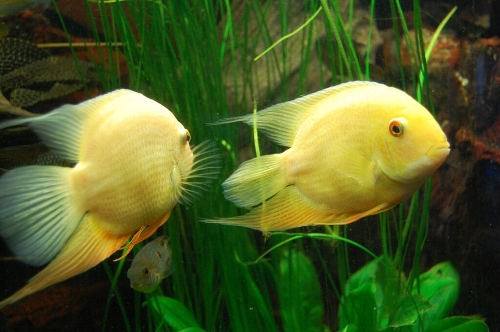 cichlid, fishes, aquarium