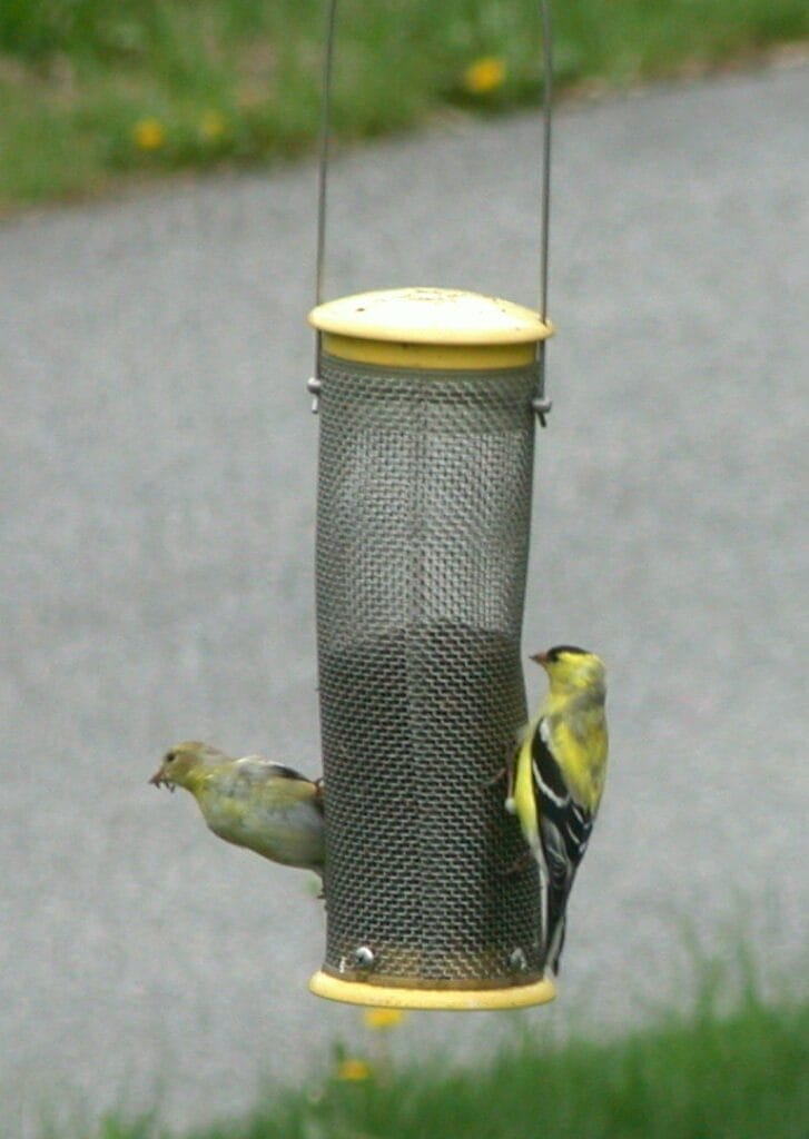 Thistle Feeder