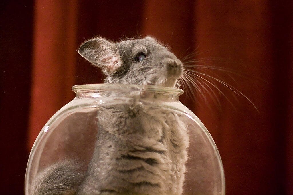 Best Chinchilla Dust