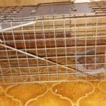 Humane Rat Traps