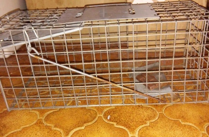 Humane Rat Traps