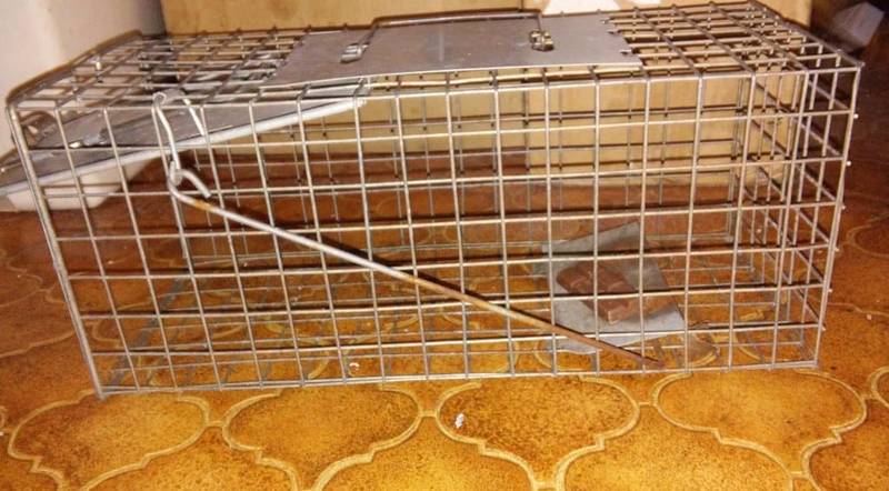 Indoor and Outdoor Rat Traps for Rodent Control