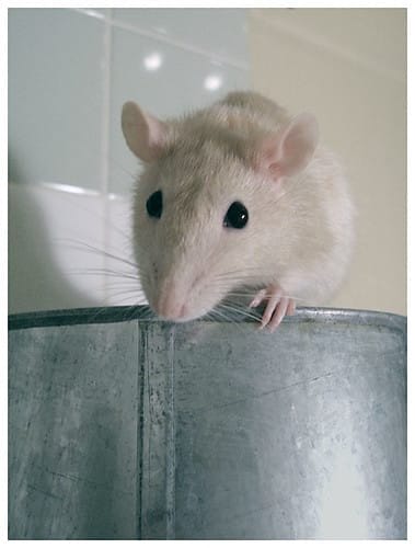 Rat 