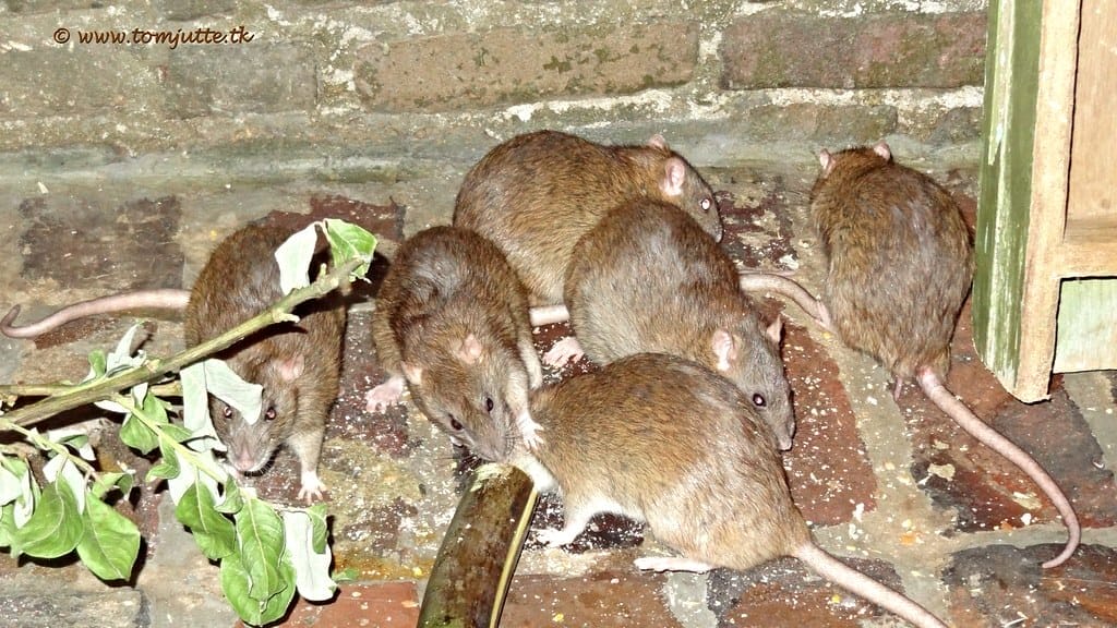 Brown Rat