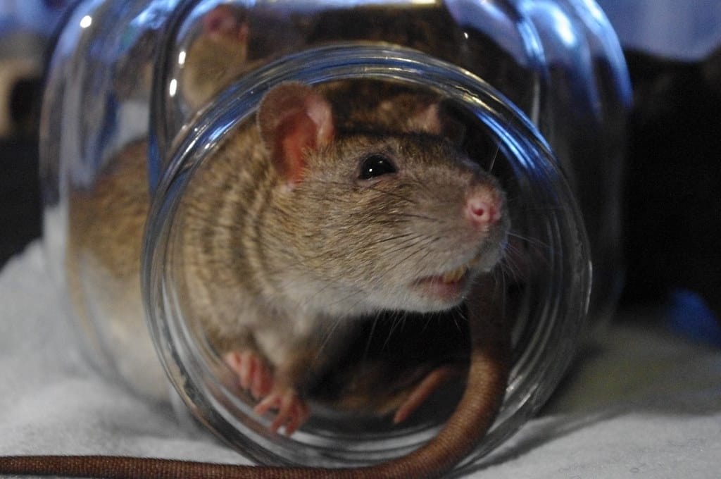 Rats in a jar