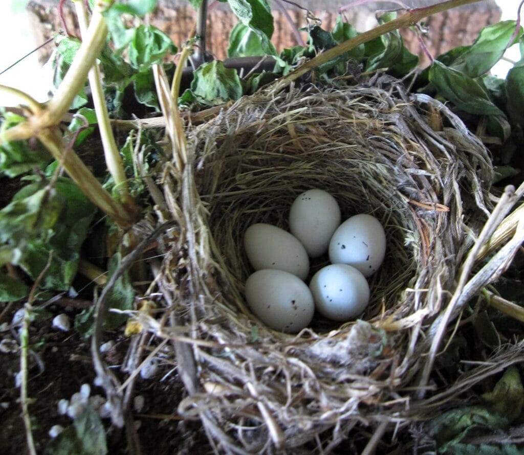 Finch Nest