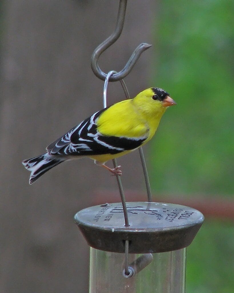 Thistle Feeder