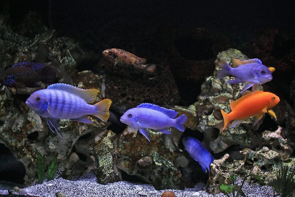 African Cichlid Tank