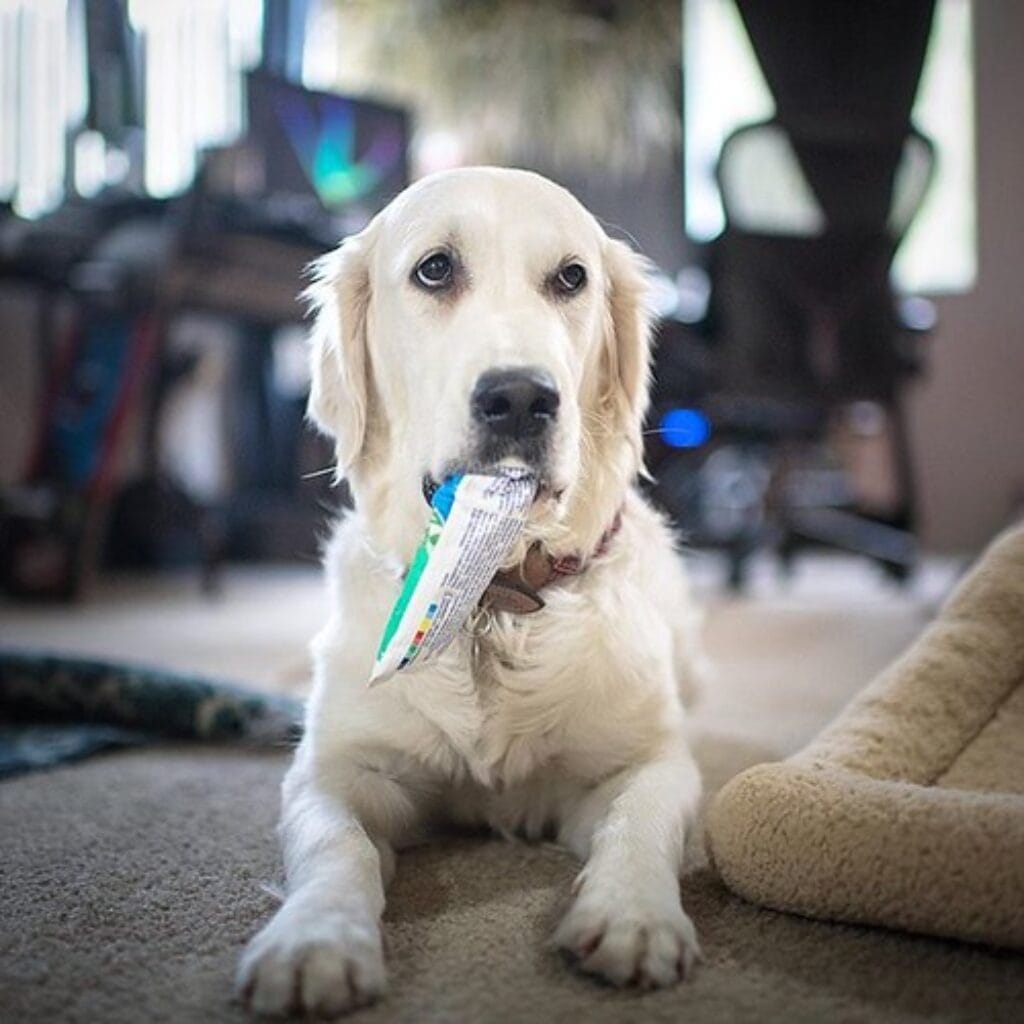 Dog Toothpaste