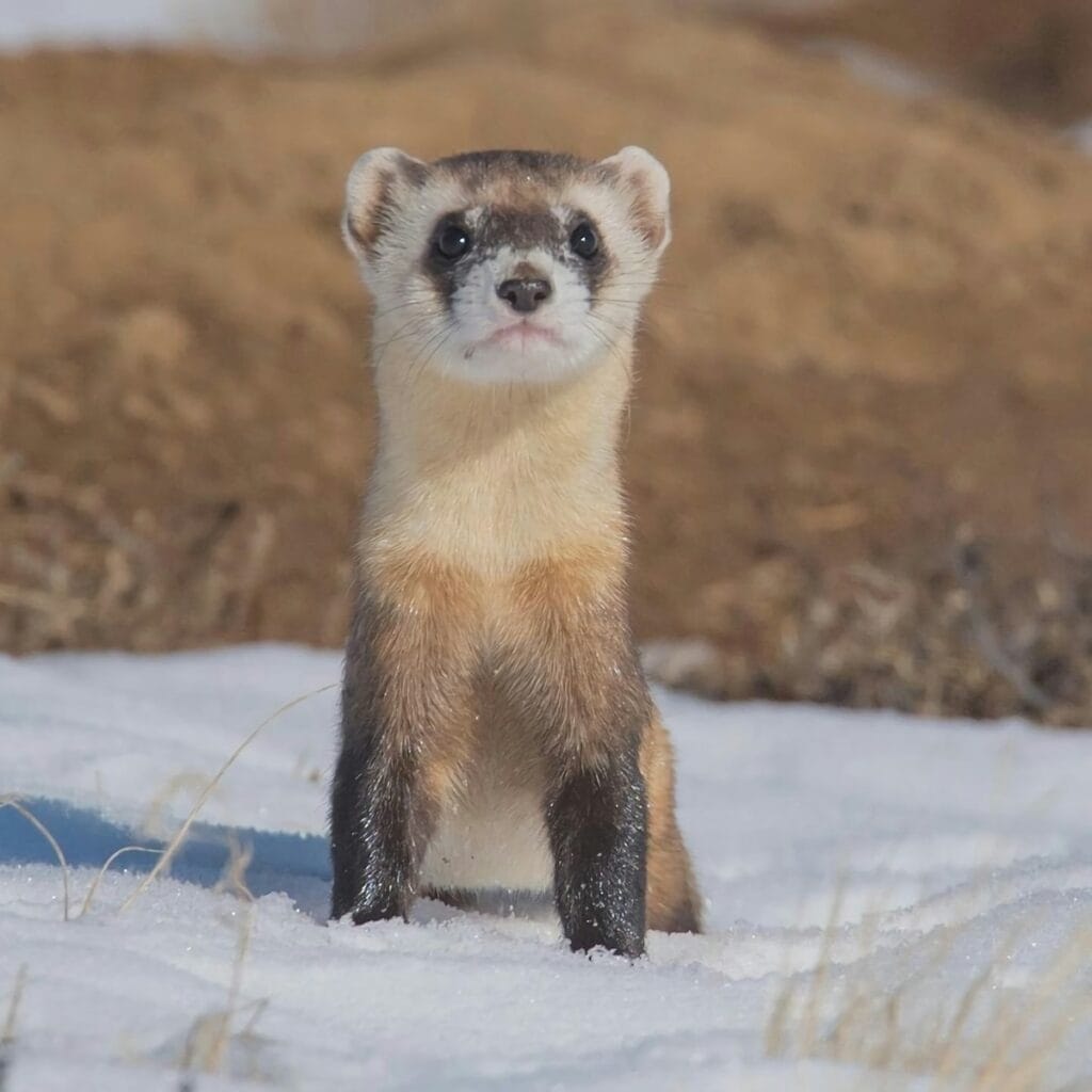 white and brown Ferret on snow covered ground