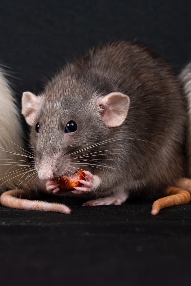 A group of three rat eating food on top of a table