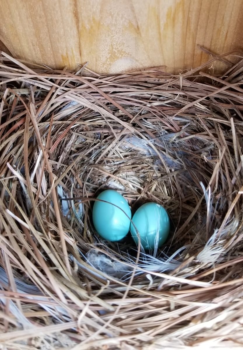 bluebird nest