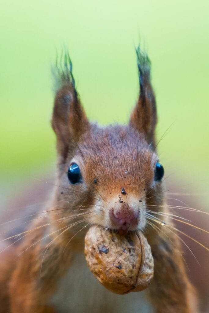 Nutty squirrel