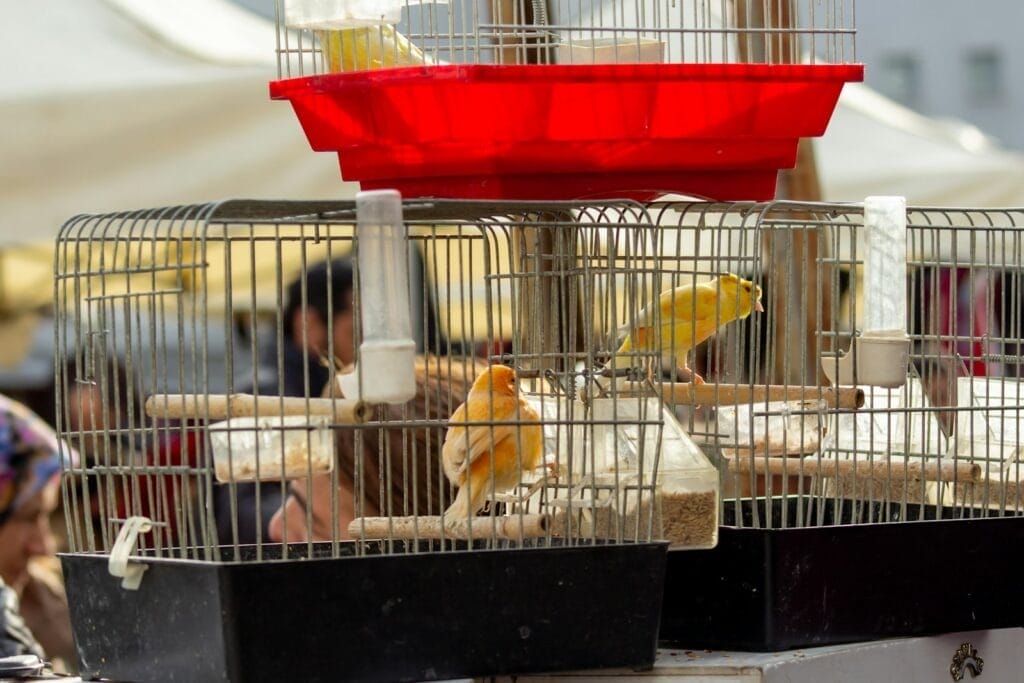 a group of canary birds that are inside of cages