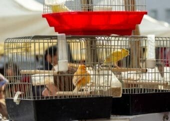 a group of canary birds that are inside of cages