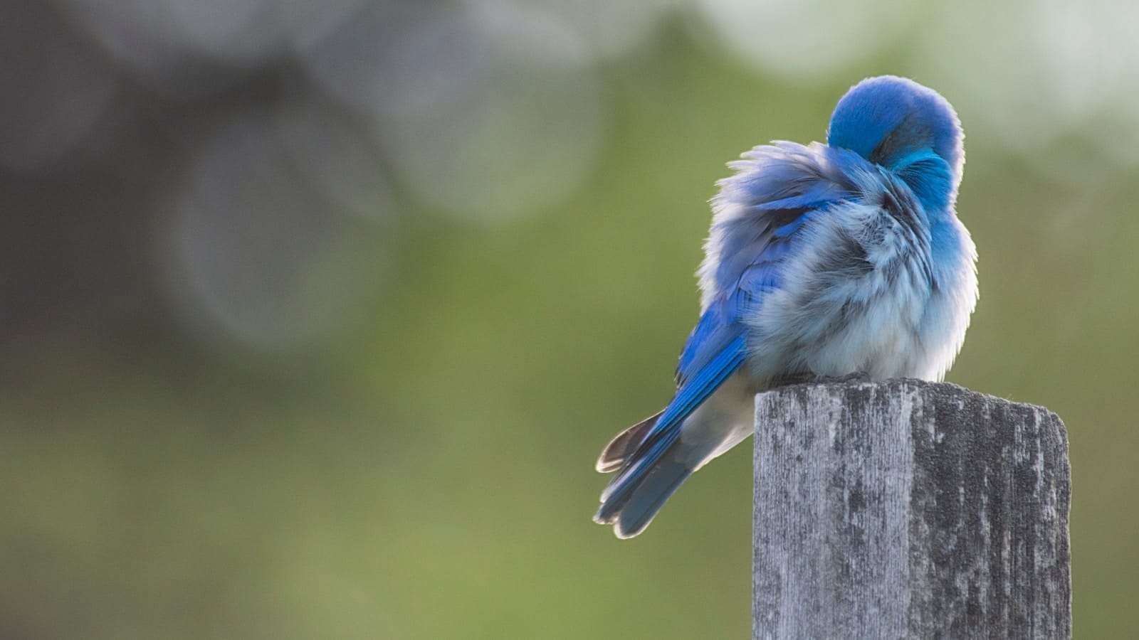 blue bird perched on plank