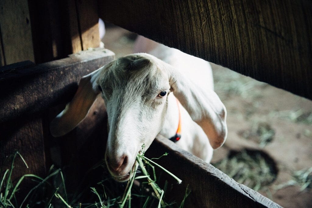 Goat milk at farm