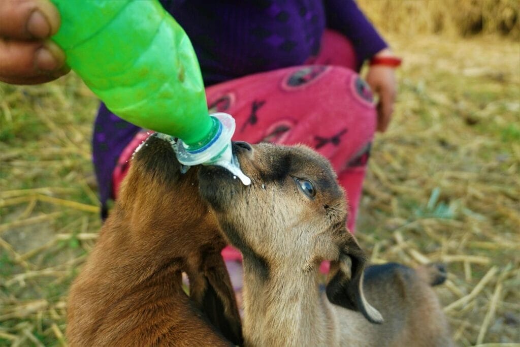 Two baby goats being bottle-fed outdoors in Nepal, illustrating nurturing care.