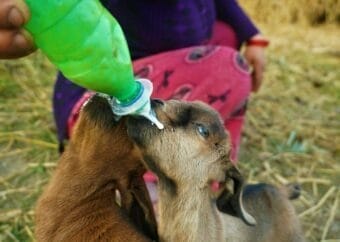 Two baby goats being bottle-fed outdoors in Nepal, illustrating nurturing care.