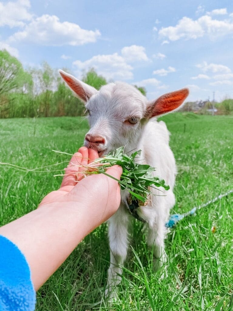 A young goat being fed grass by hand on a sunny day, set against a lush green backdrop.