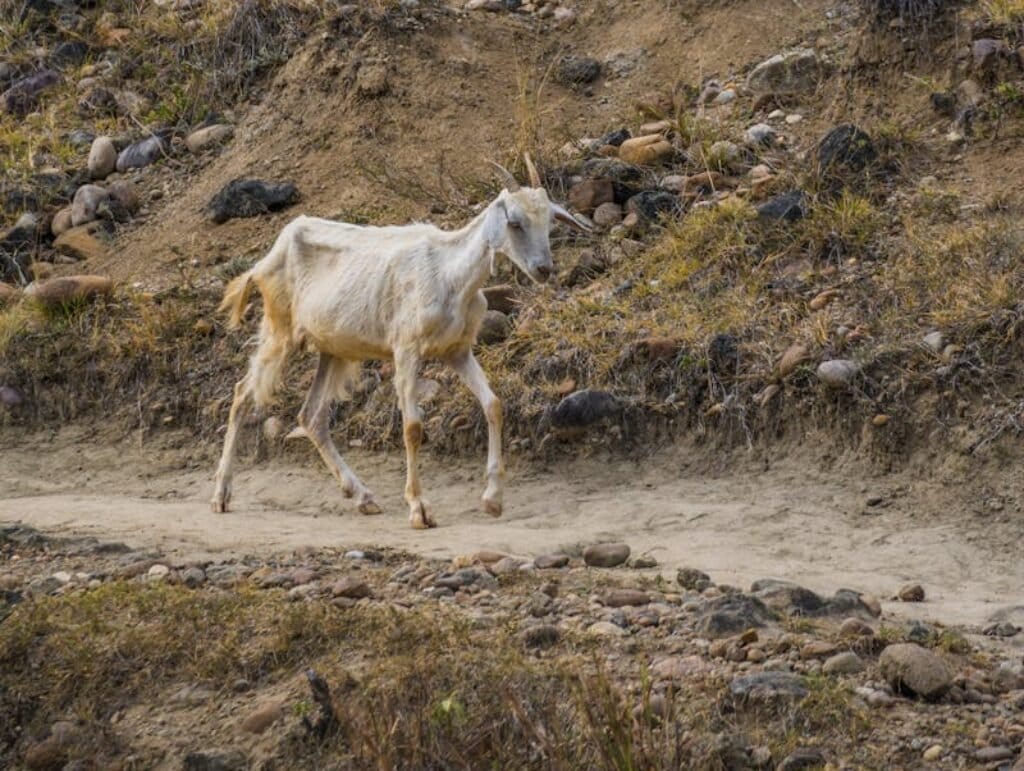 A solitary skinny goat